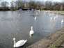 Richmond Park - swans